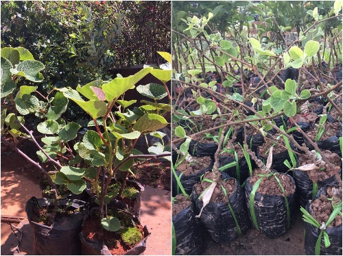 CÂY KIWI (XANH, ĐỎ, VÀNG), cây hót nhất năm