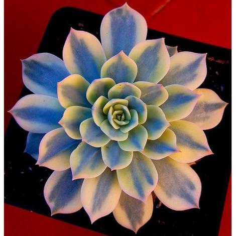 100 hạt giống sen đá kim cương