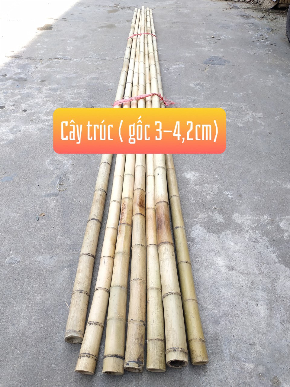 [HCM]Cây tre trúc dài 1m