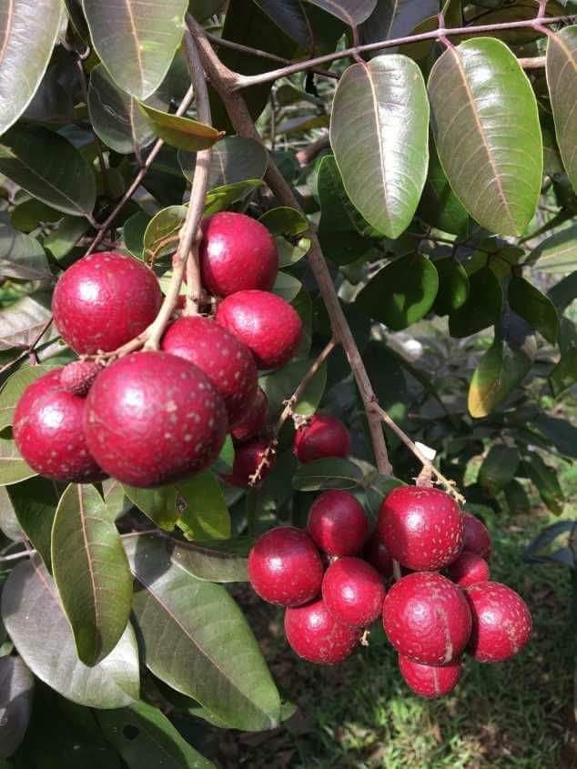 Cây giống nhãn tím