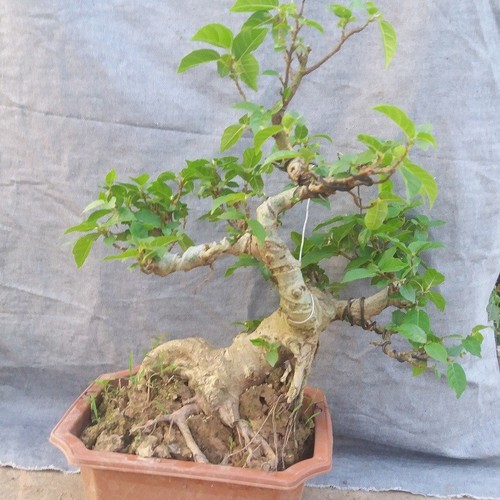 Cây sung bonsai để bàn