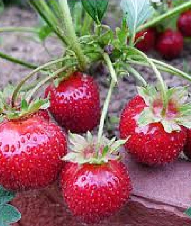 "Gói 50 "Hạt giống dâu tây đỏ khổng lồ [Seeds]