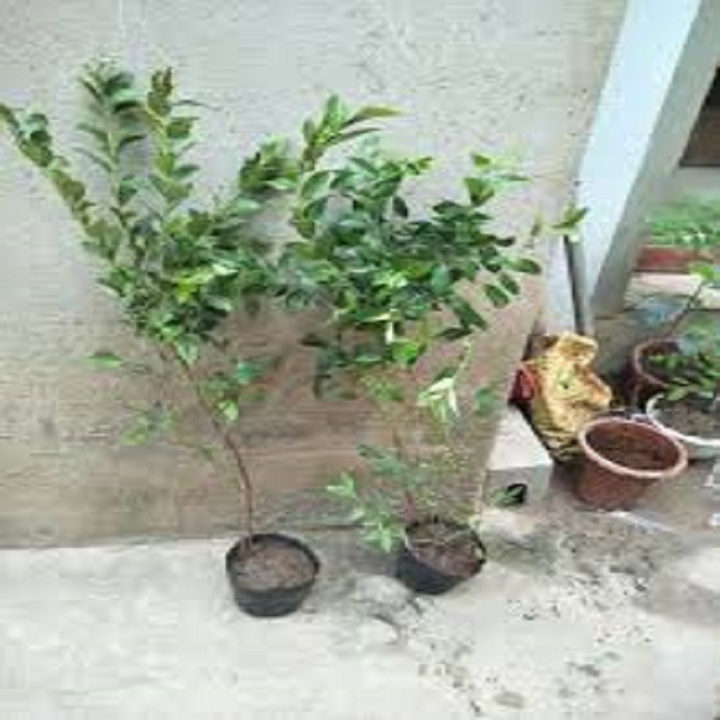 cây giống việt quất tứ quý siêu quả