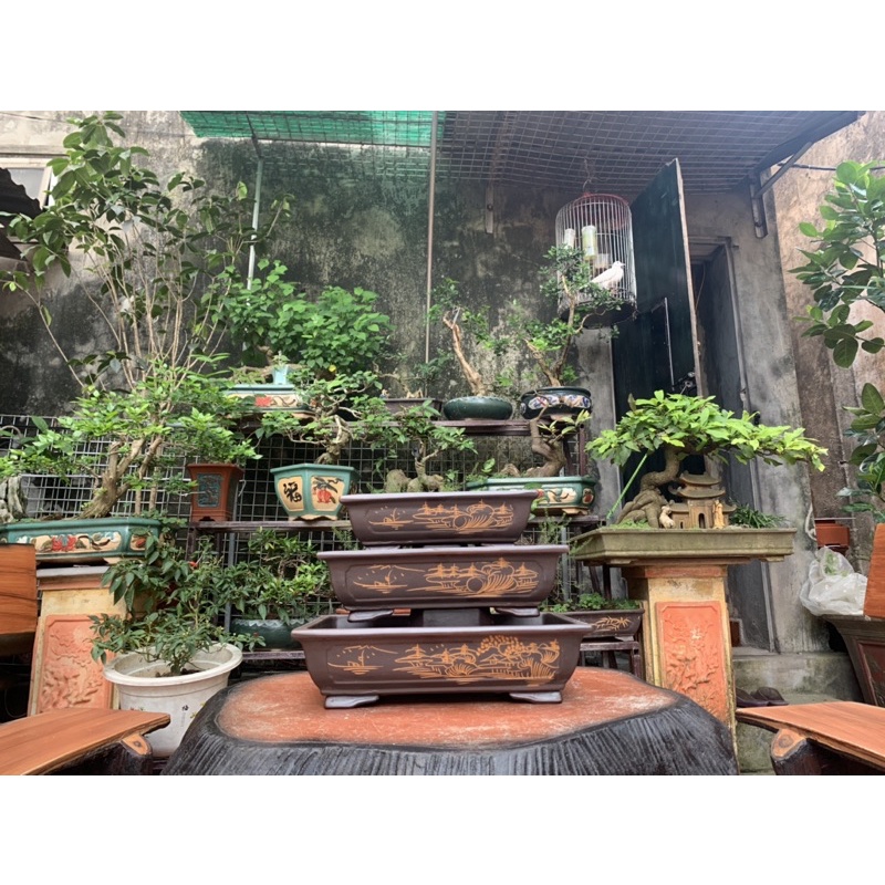 Chậu chữ nhật trồng cây bonsai ( có hỗ trợ vc cho khách => nhắn tin cho shop )