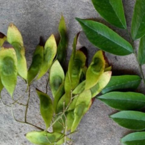 Hạt giống cây sưa đỏ dể trồng/gói 20 hạt(cây thân gỗ)
