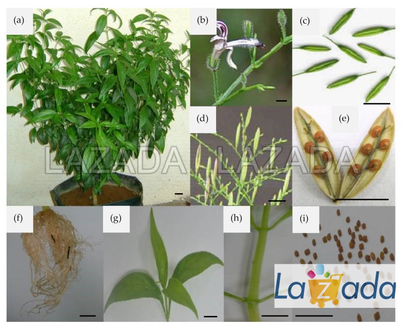 1GR 700.HẠT Hạt Giống Xuyên Tâm Liên (| B20*W50)