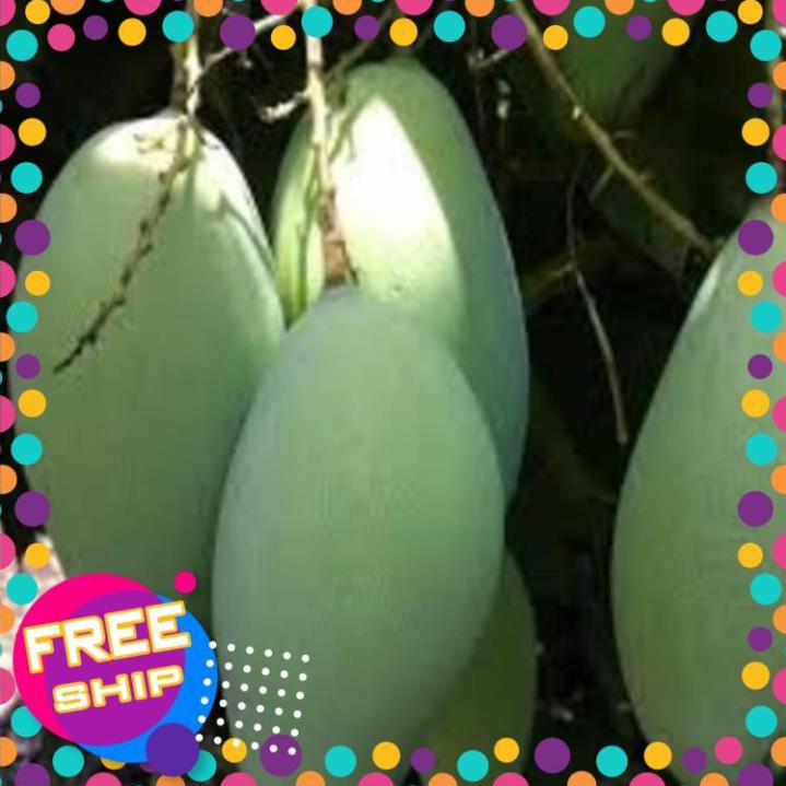 Gây giống Xoài Đài Loan bầu đất cây sai quả cho năng suất cao