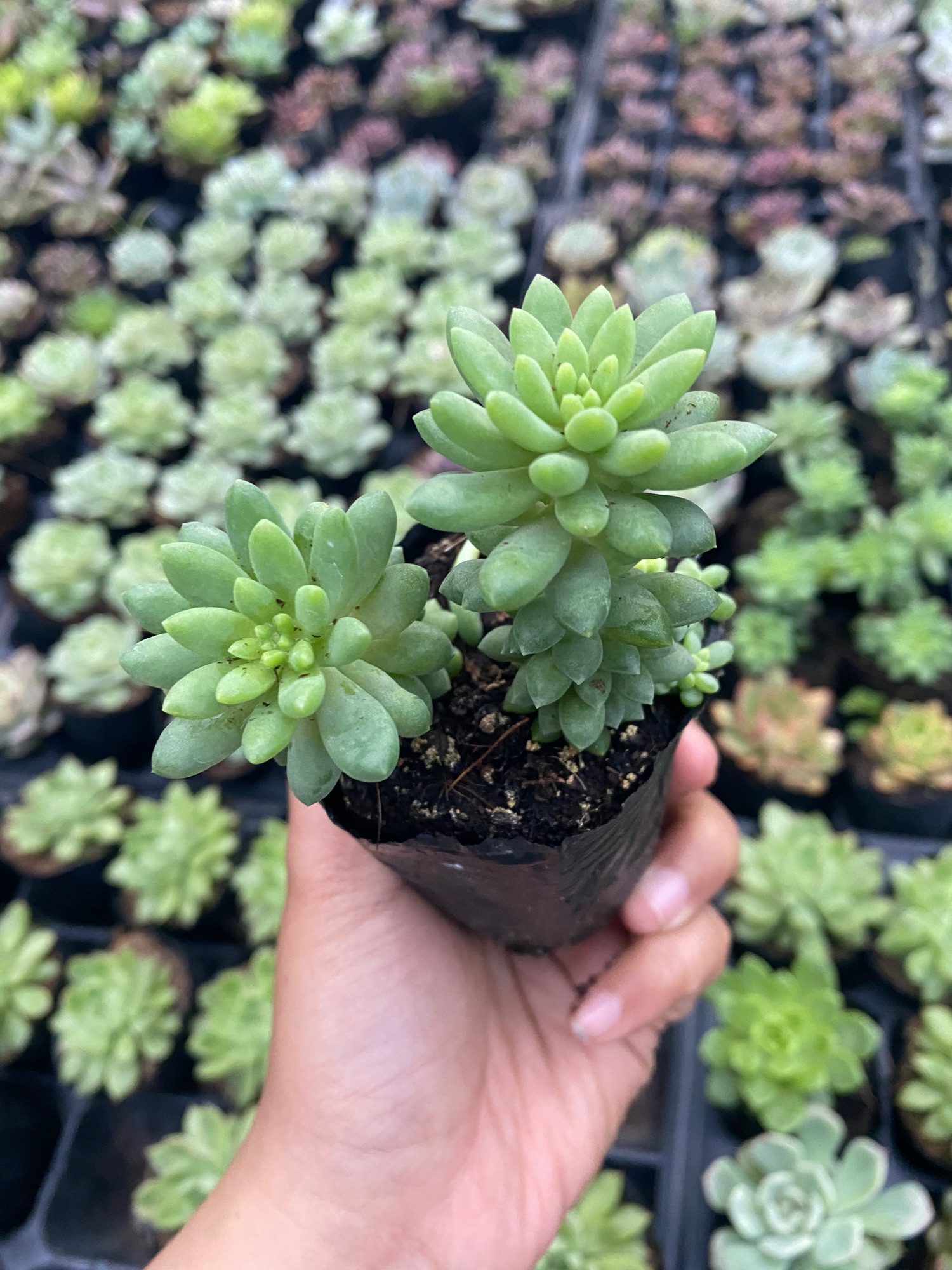 SEN ĐÁ PHẬT BÀ 4-6CM