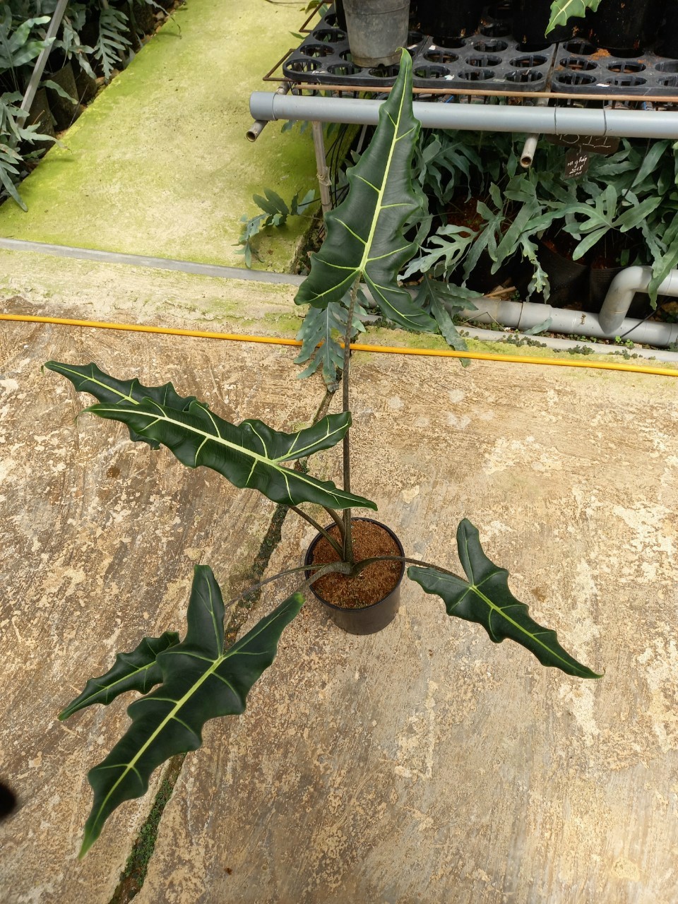 Môn Ngựa - Alocasia Sarian