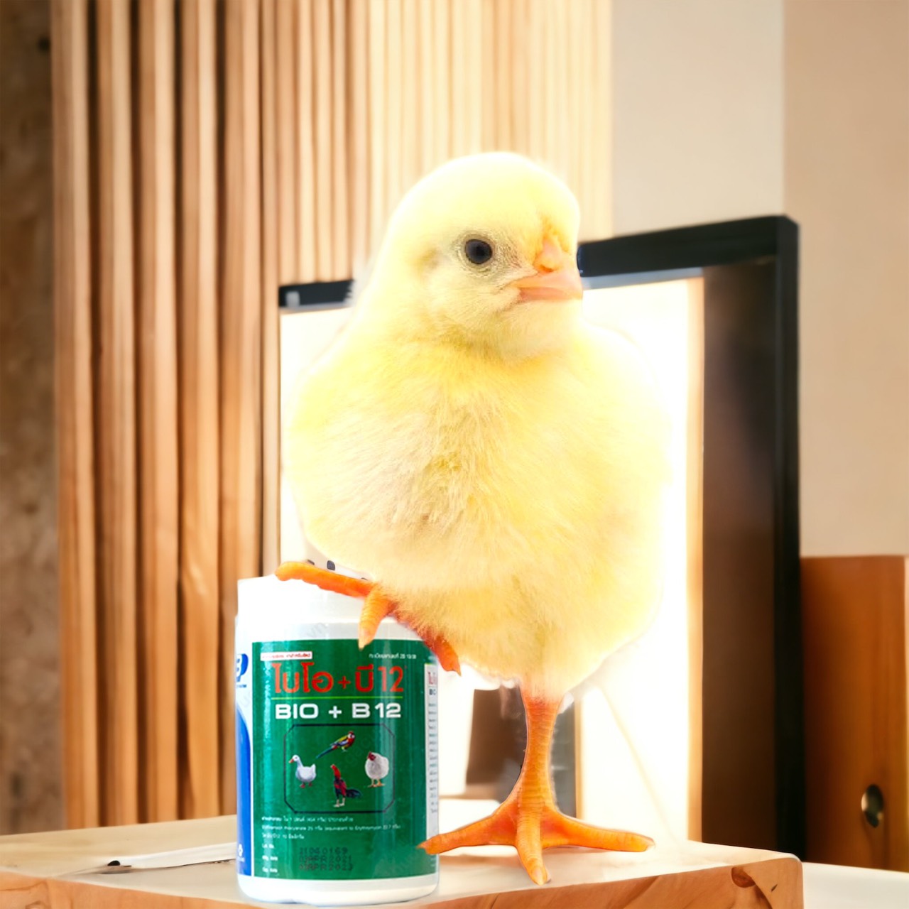 BIO-B12  ÚM GÀ CON GÀ ĐÁ 1 HỦ