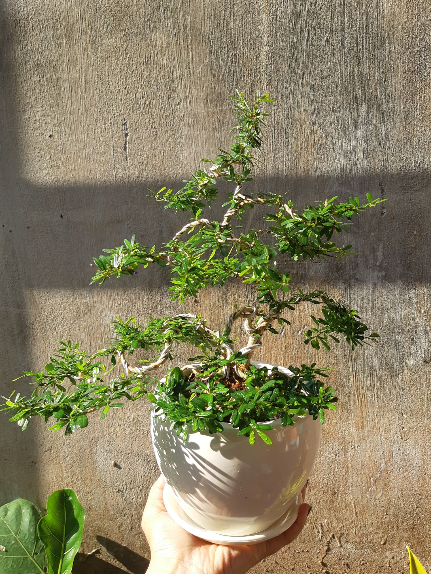 linh sam bonsai chậu đẹp