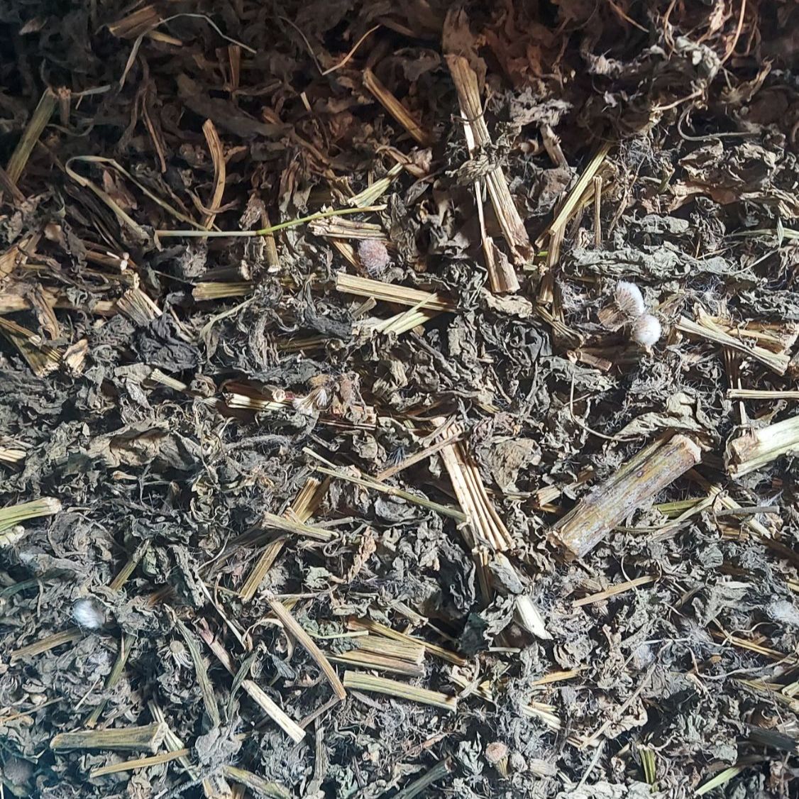 Cây hoa cứt lợn tím (cây ngũ sắc, cây cỏ hôi) khô tươi 1kg