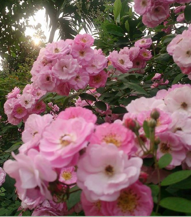 Mini Fragrant Rose Seeds (Spring Rose, 20 Seeds/Seed Germination Stimulation Package Included)
