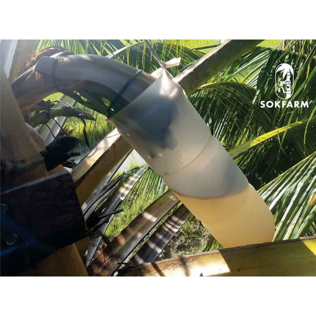 [HCM]MẬT HOA DỪA CÔ ĐẶC SOKFARM 250G