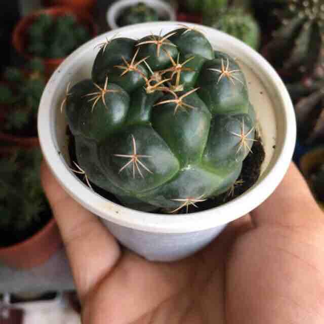 [HCM]Xương Rồng Cory hàng hạt