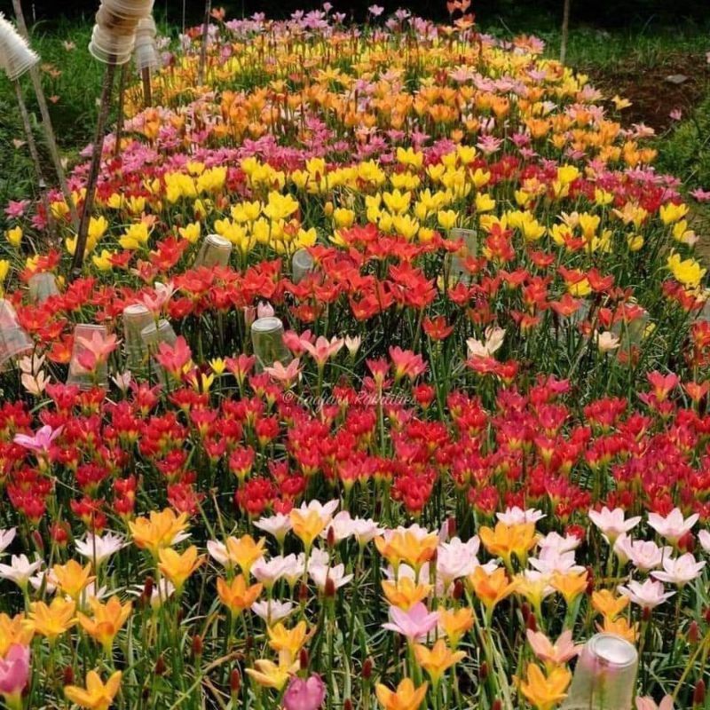 củ hoa huệ mưa đỏ, tóc tiên đỏ