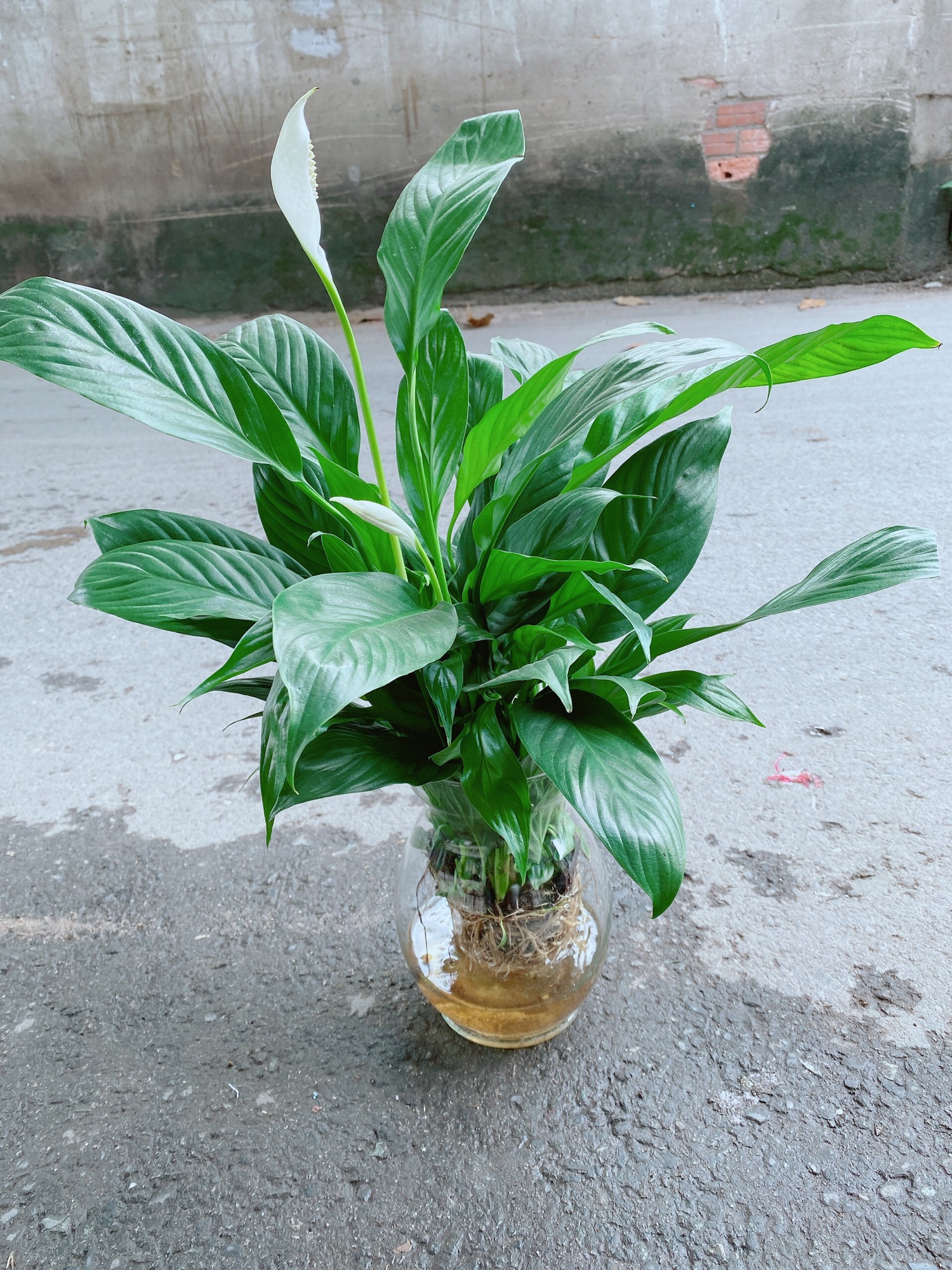 Chậu Lan Ý Thuỷ Sinh