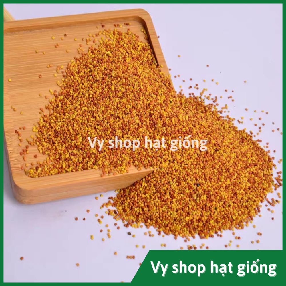 Hạt giống cỏ ba lá trắng (white clover) gói 200 hạt