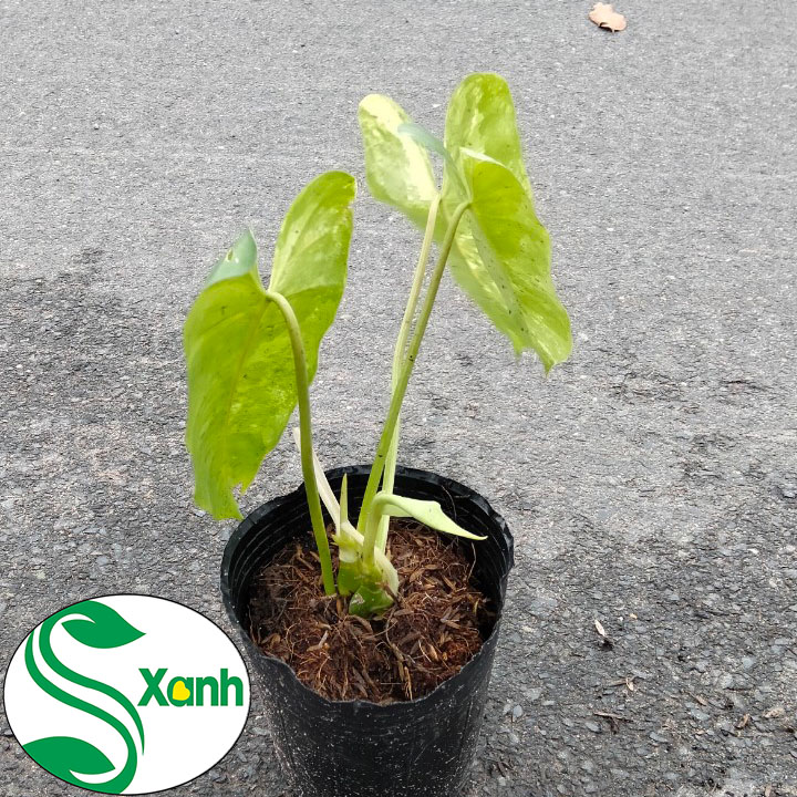 Trầu Bà Tỷ Phú Đột Biến Var