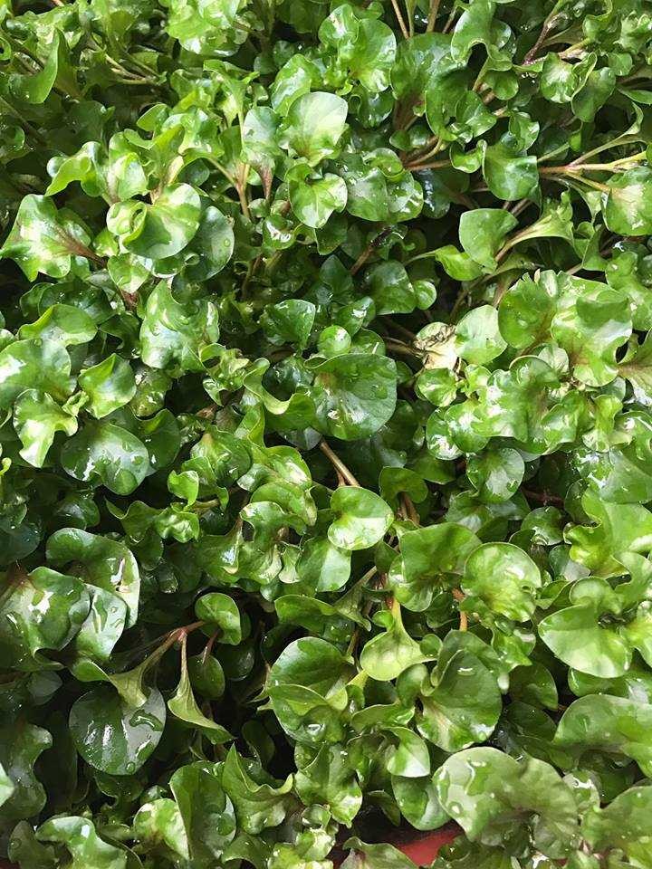 Cây xà lách xoong Nhật ,Cây xà lách xoong Nhật- BẦU CÂY GIỐNG, BẦU TO