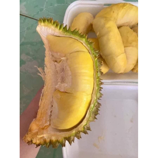 Cây giống sầu riêng thái múi dày ( cây ghép cho trái siêu sớm ) ( sản phẩm có bảo hành đỏi trả)