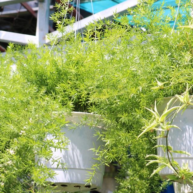Cây Thiên Môn - Cây Phong Thủy Chậu Treo