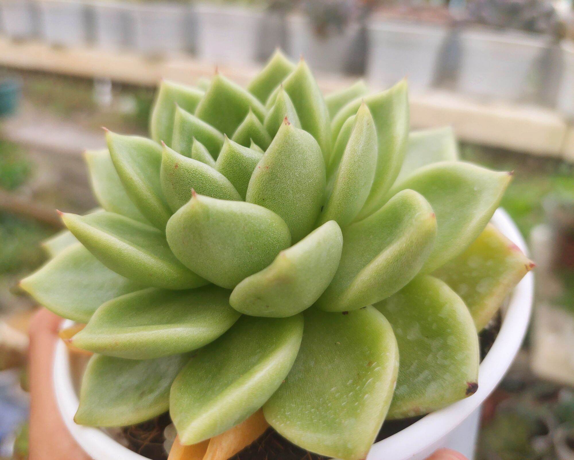 Sen đá GIVA size trung 8-10cm