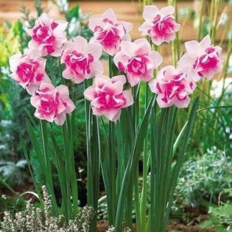 Củ hoa thủy tiên kép sỉ 4k (set 5 củ)