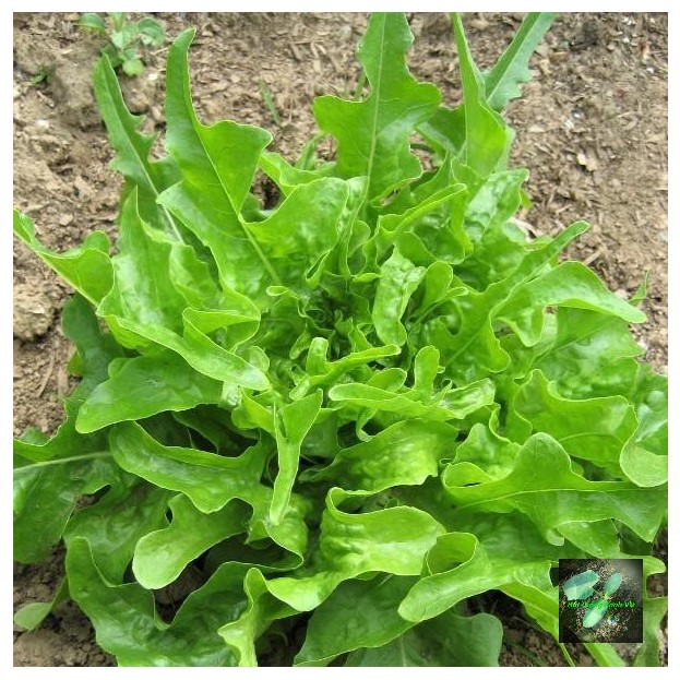 [Seeds] Hạt giống xà lách Oakleaf, đóng gói 2gr
