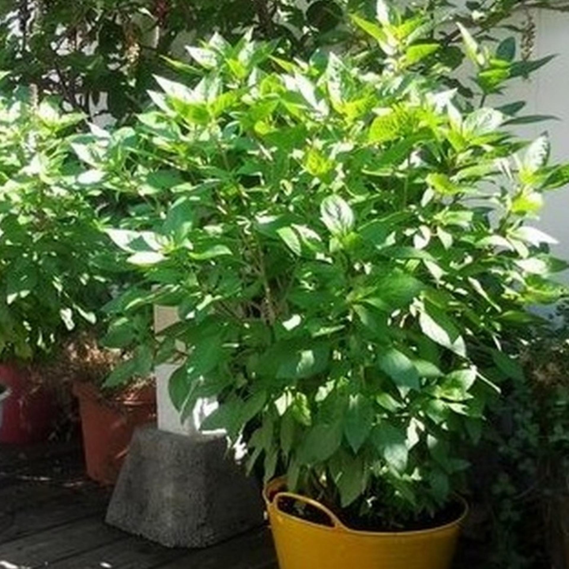 10g Hạt giống Rau quế