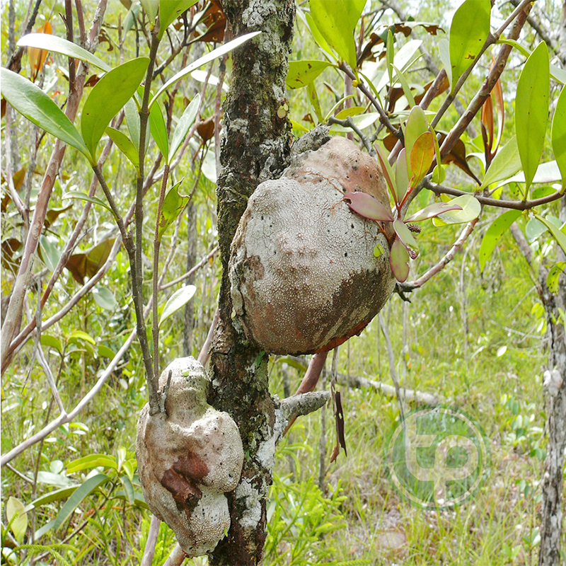 Cây Bí Kỳ Nam 1kg Tấn Phát Hỗ trợ viêm gan vàng da xơ gan đau nhức xương khớp hiệu quả