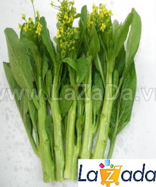 1KG Hạt Giống Cải Ngọt Ăn Bông (| G7*W55) (Brassica juncea)