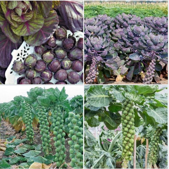 Tiny Cabbage Seed Set - (Tiny Purple + Green - 1 Stimulant Pack - 3 Seed-Growing Tablets)