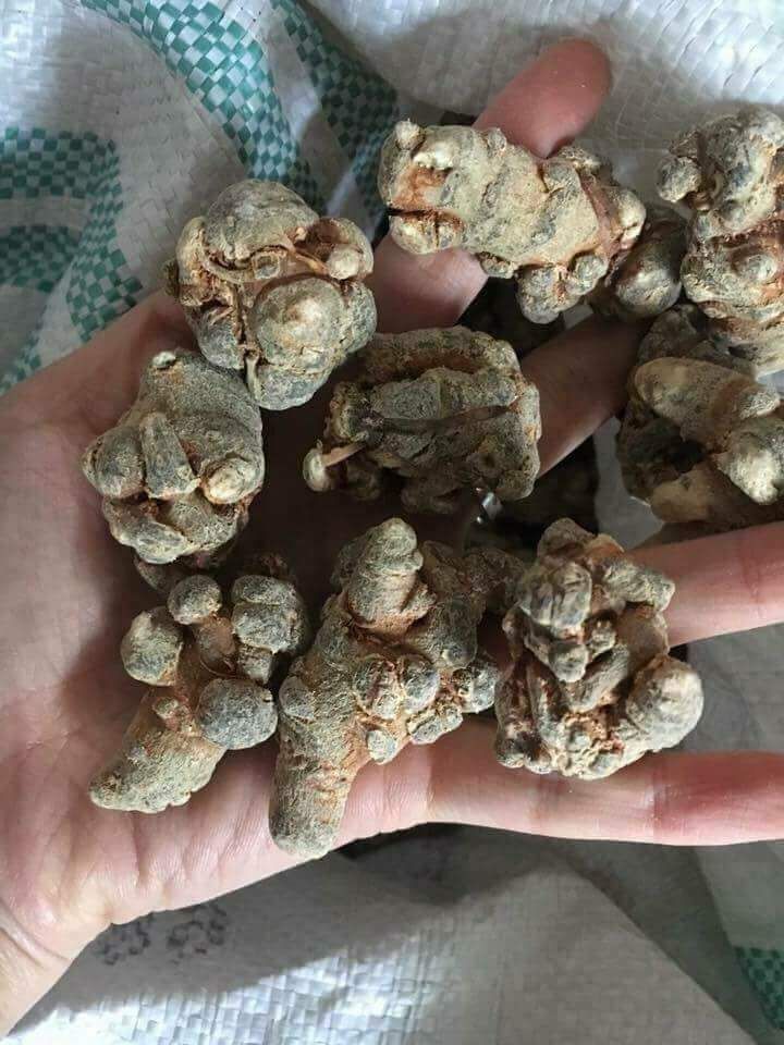 Củ Tam Thất Bắc 1Kg Hàng 70 Củ