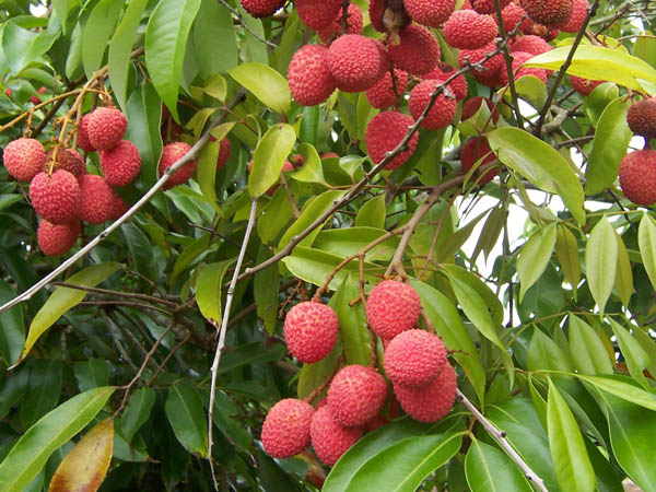 CÂY GIỐNG VẢI THIỀU SIÊU QUẢ DÒNG QUẢ SỚM