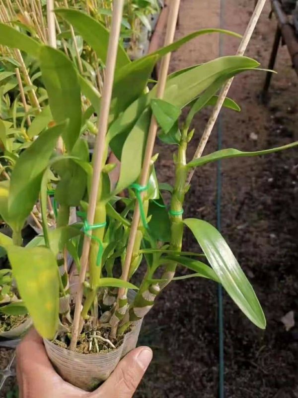 hoa phong lan dendro xuân + Tặng kèm 3 túi phân dê