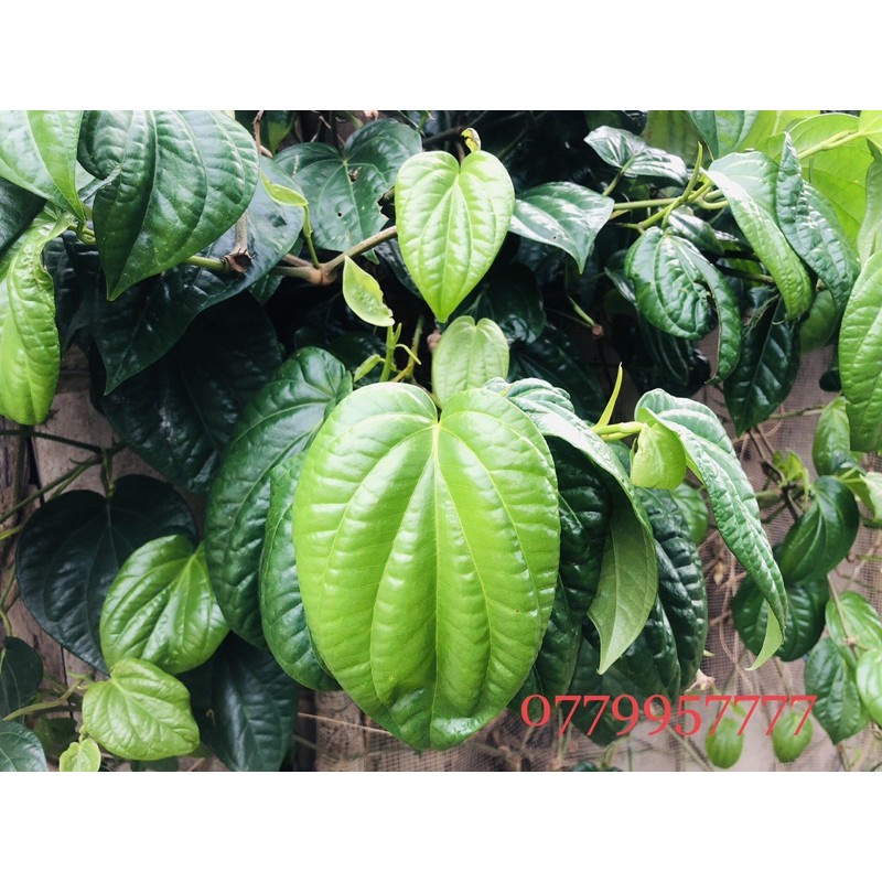 Bột lá trầu không xông hơ 50gr