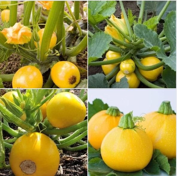 Hạt Giống Bí Ngòi Tròn Vàng - 2gram (15 Hạt )
