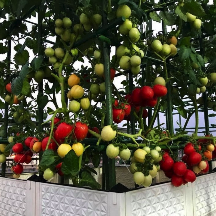 Gói 20 hạt giống cà chua trứng thái chịu nhiệt - hạt giống F1 Thái