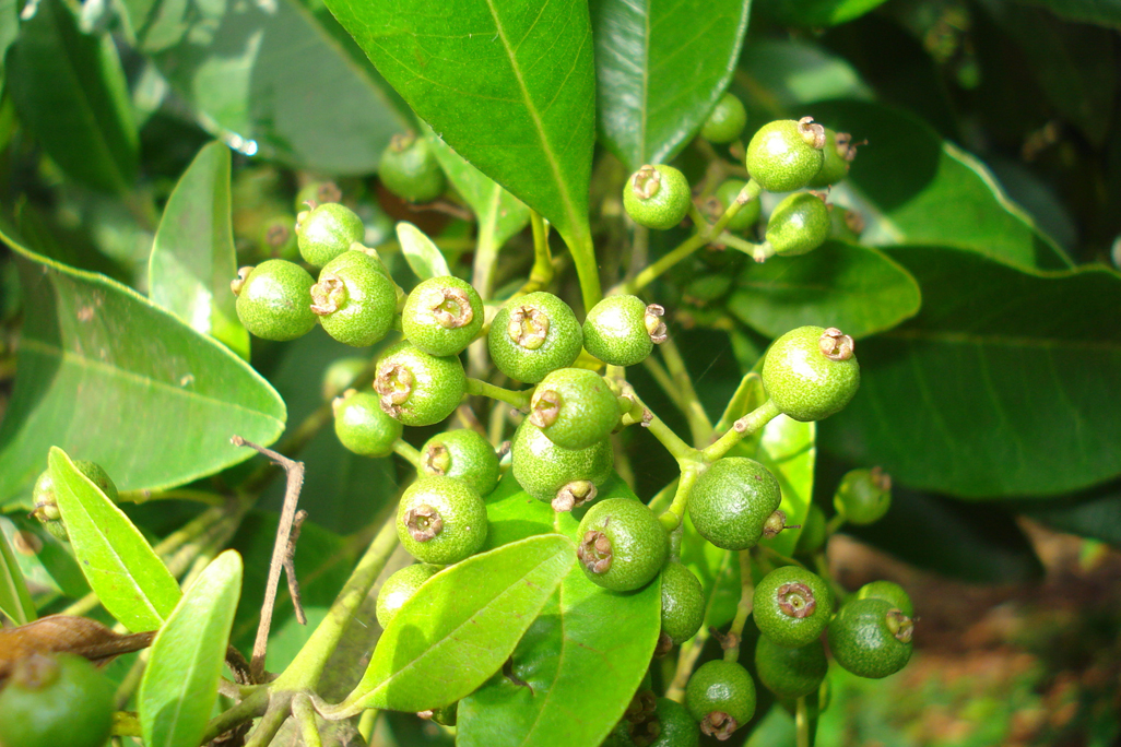 [Hũ 120ml] Allspice Powder - Bột tiêu Jamaica
