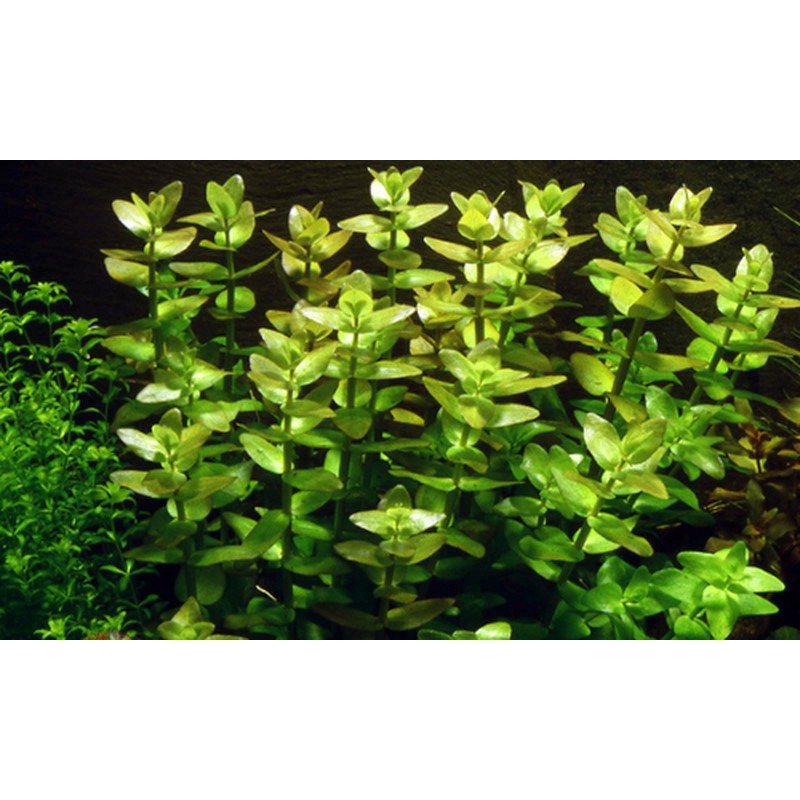 Lệ Nhi - Cây thuỷ sinh hậu cảnh