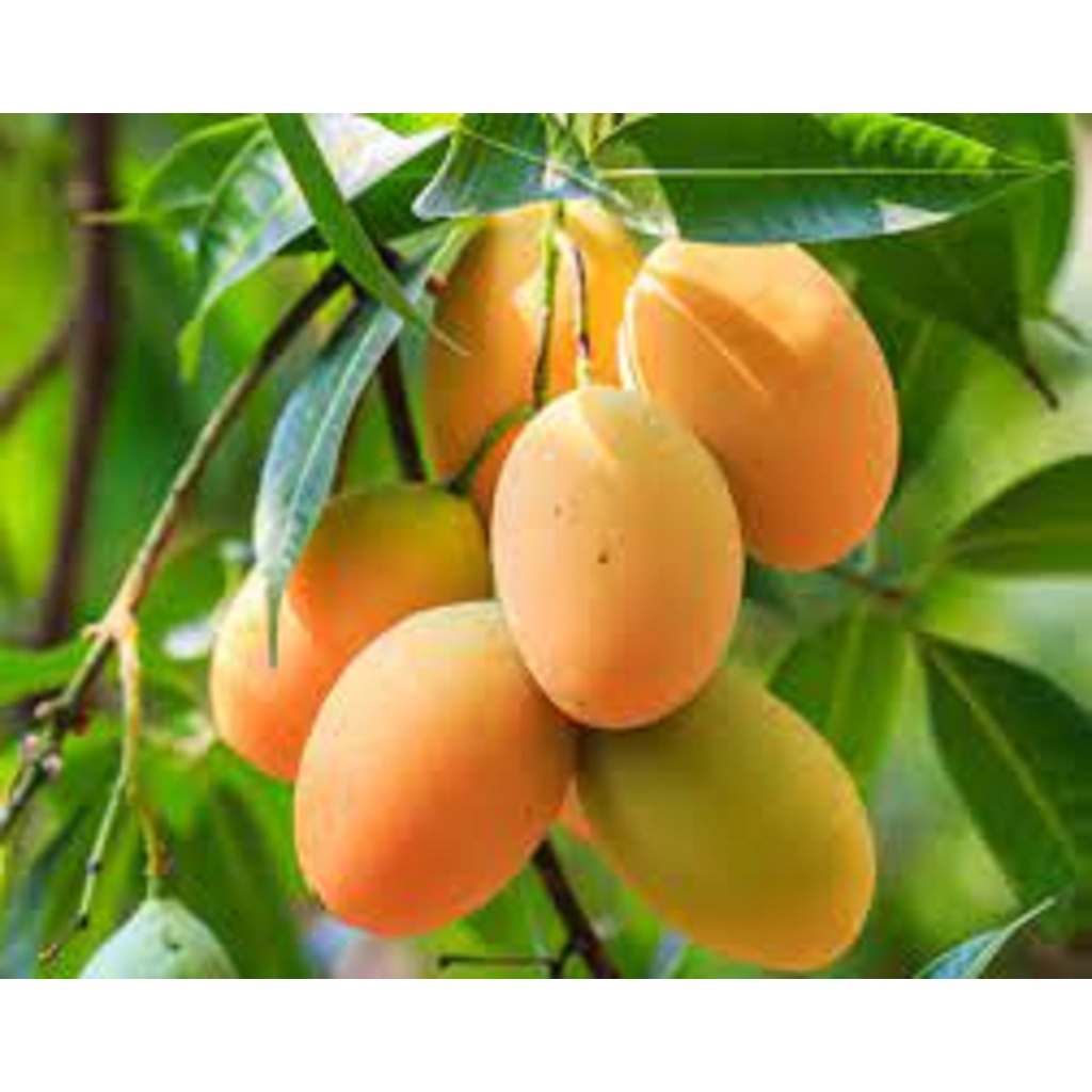 CÂY GIỐNG XOÀI THANH CA.[ CÂY GHÉP CHO QUẢ SỚM]