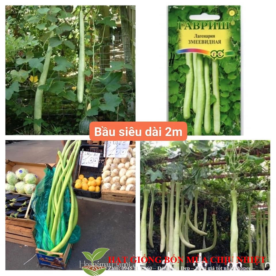 MJ155 Hạt giống bầu dài 2m Bầu Siêu Dài