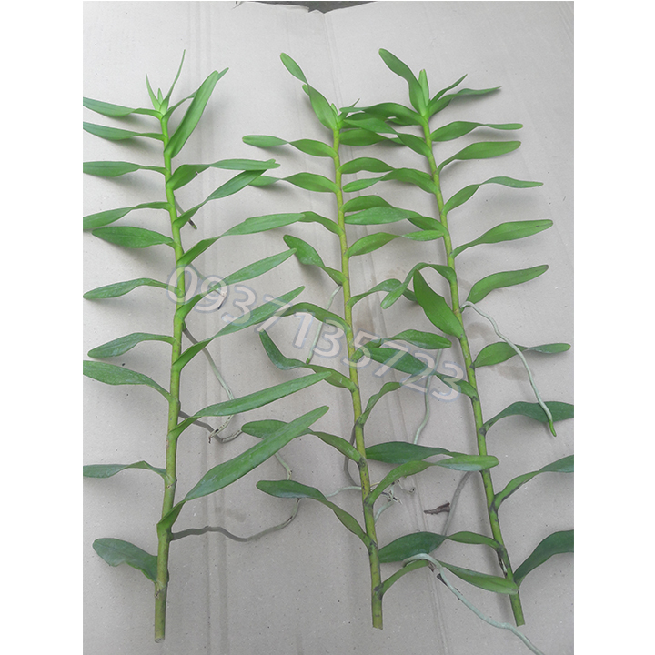 [HCM]COMBO 5 CÂY LAN PHƯỢNG VĨ ĐỎ - CÂY CON