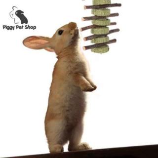 Dây mài răng Timothy, Cỏ non và cành táo cho Thỏ, Guinea Pig,(chuột lang, bọ ú), sóc thumbnail