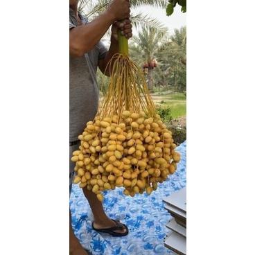 CÂY GIỐNG CHÀ LÀ ĂN QUẢ (SIÊU SỚM)
