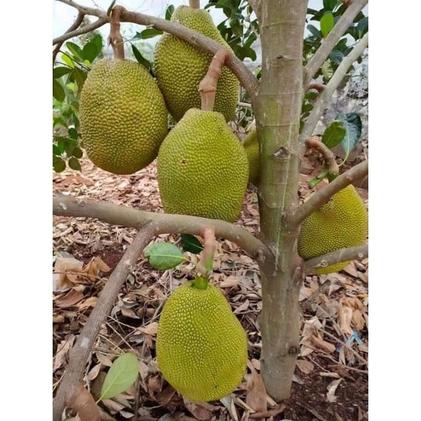 Cây giống mít lùn ruột đỏ siêu quả siêu sớm