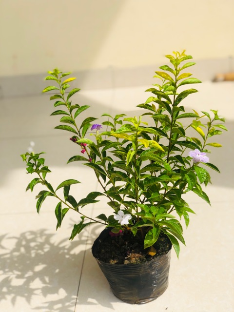 Cây hoa nhài nhật-lài nhật hoa thơm (ảnh thật số 2)