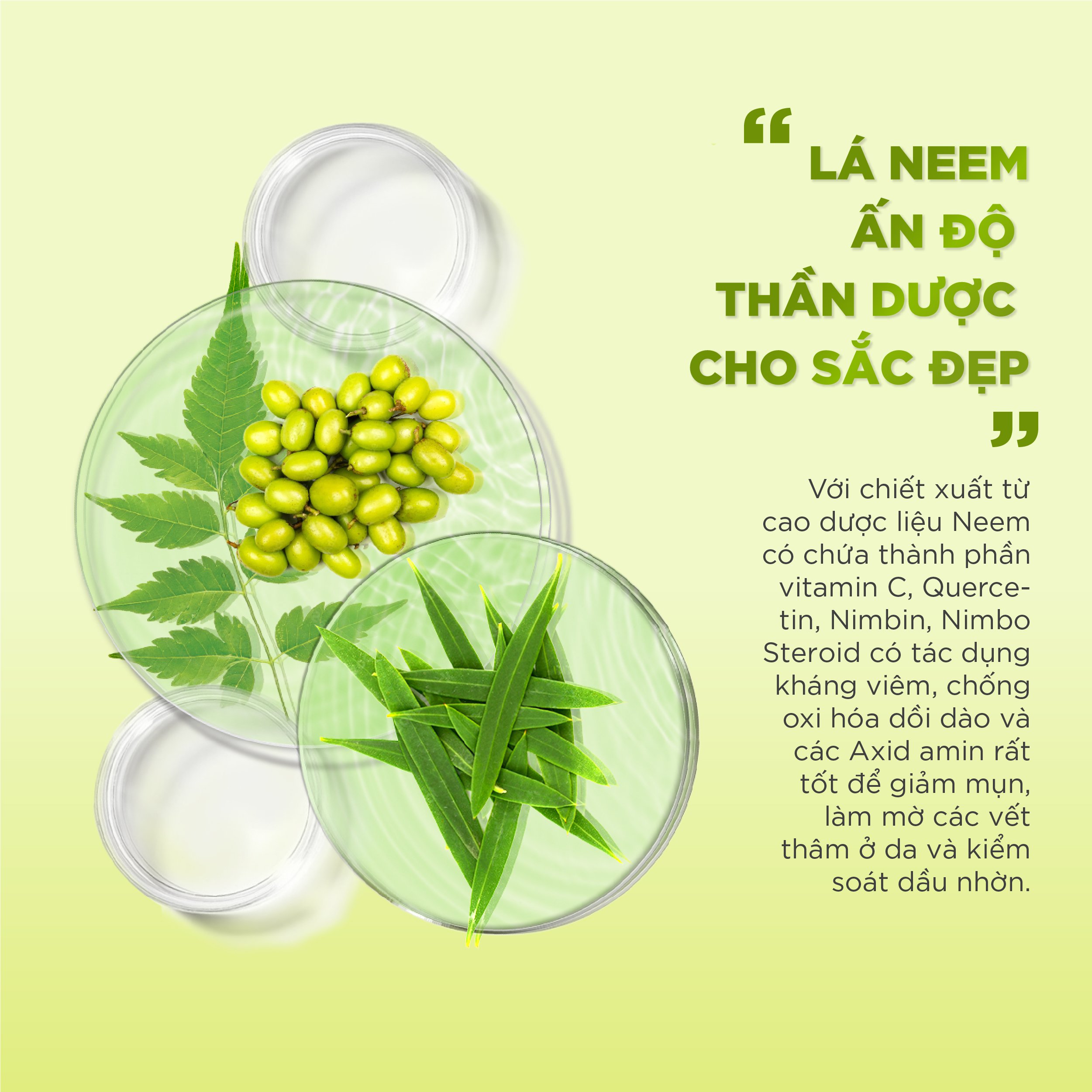 Chấm mụn, ngừa mụn Neem Acne Cream 20ml