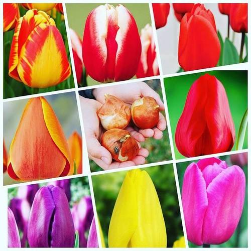 Combo 5 củ hoa tulip kép nhiều màu - trồng chơi tết